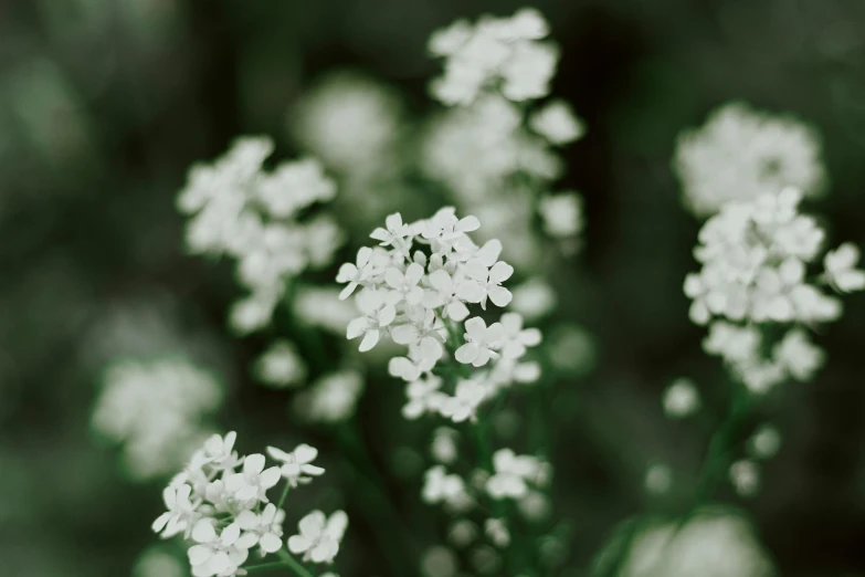 a close up of a bunch of white flowers, unsplash, green tones, instagram post, verbena, atmospheric photo