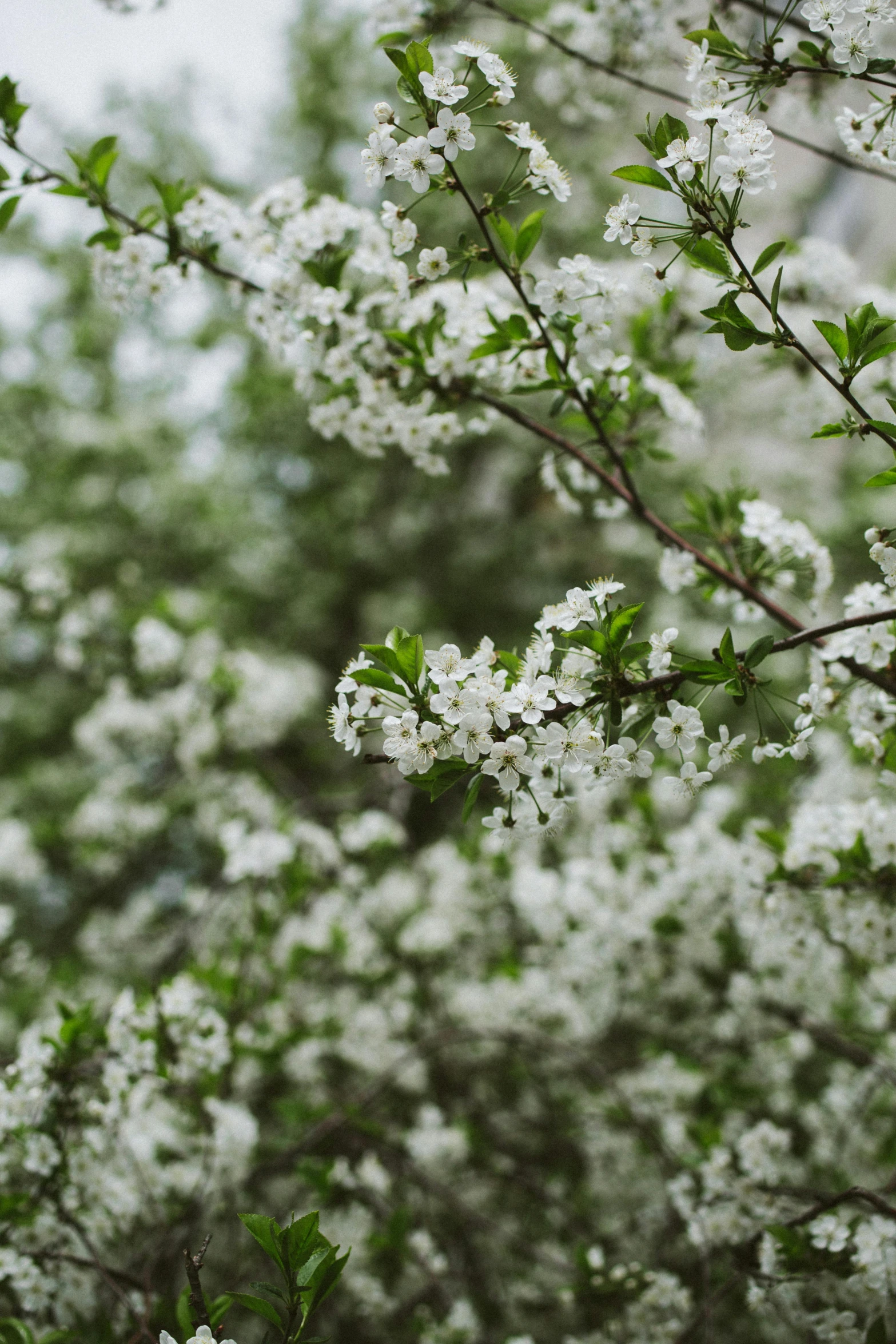 a bunch of white flowers on a tree, inspired by Elsa Bleda, trending on unsplash, nothofagus, loosely cropped, hedges, cherry