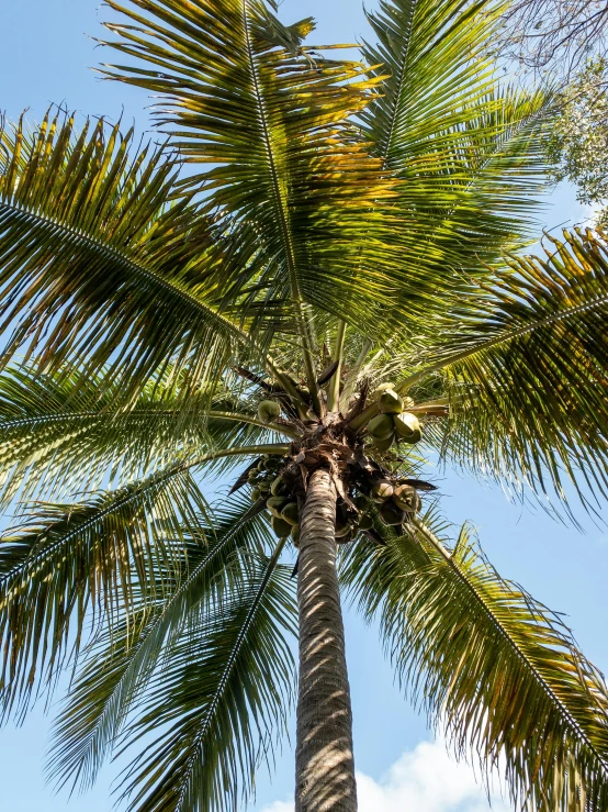 a tall palm tree with a blue sky in the background, coconuts, in marijuanas gardens, helmet view, overhead