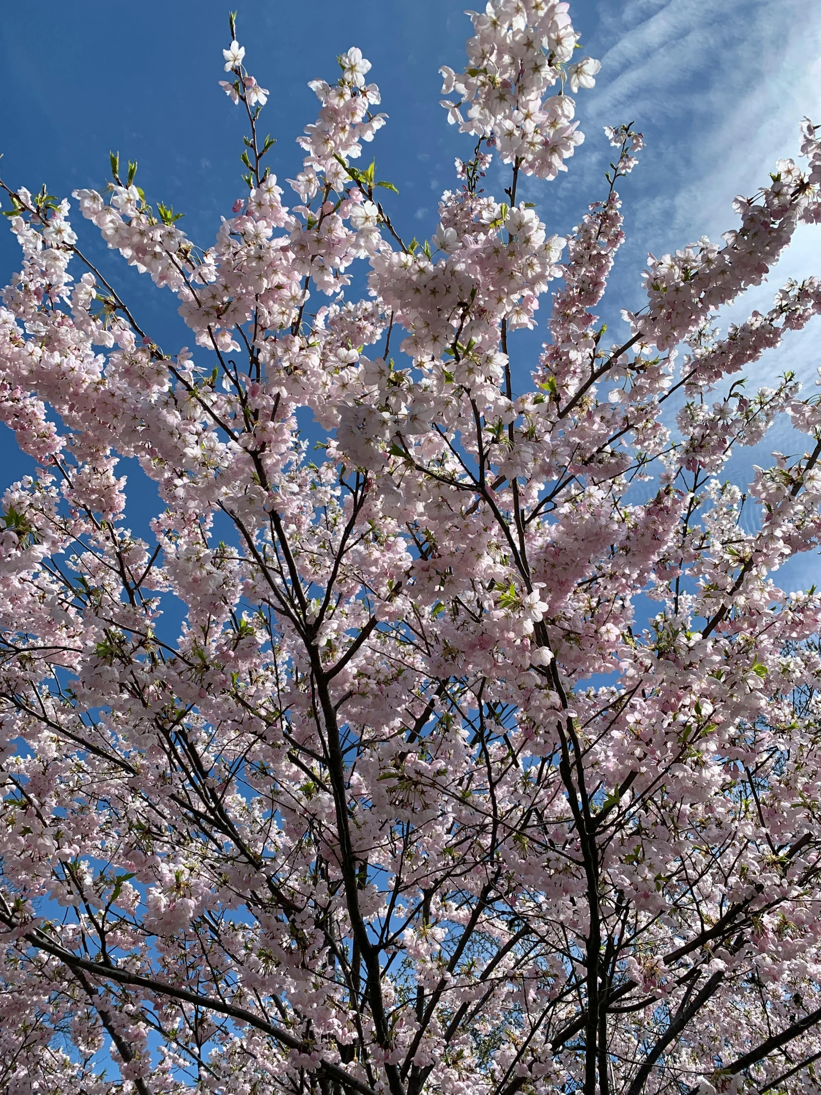 a tree with pink flowers against a blue sky, highly detailed # no filter, nice spring afternoon lighting, 5 feet away, cherry explosion