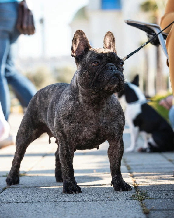 a dog that is standing on a leash, on the sidewalk