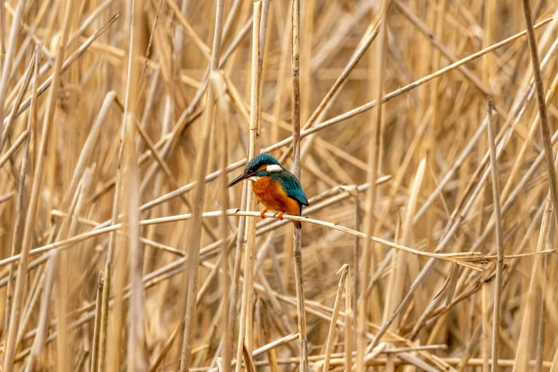 a small bird sitting on top of a dry grass covered field, by Jan Tengnagel, pexels contest winner, renaissance, orange and teal, reed on riverbank, 🦩🪐🐞👩🏻🦳, fishing