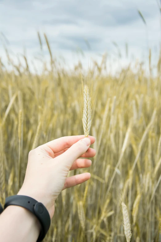 a person holding a stalk of wheat in a field, slightly minimal, small in size, a blond, holding khopesh