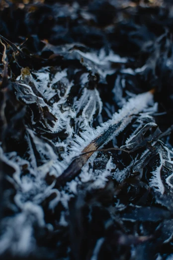 a pile of seaweed sitting on top of a beach, a macro photograph, inspired by Arthur Burdett Frost, unsplash contest winner, in an icy cavern, black lung detail, high angle close up shot, frost on the canvas