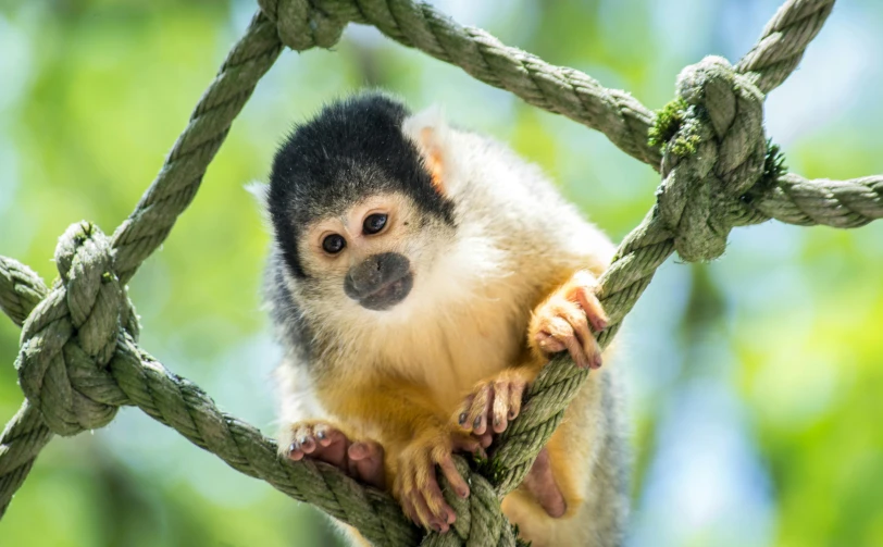 a small monkey sitting on top of a rope, trending on pexels, renaissance, amazon rainforest background, avatar image, piercing eyes, multicoloured