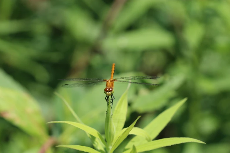 a dragonfly sitting on top of a green plant, pexels contest winner, hurufiyya, avatar image, orange fluffy belly, hd footage, portrait mode photo