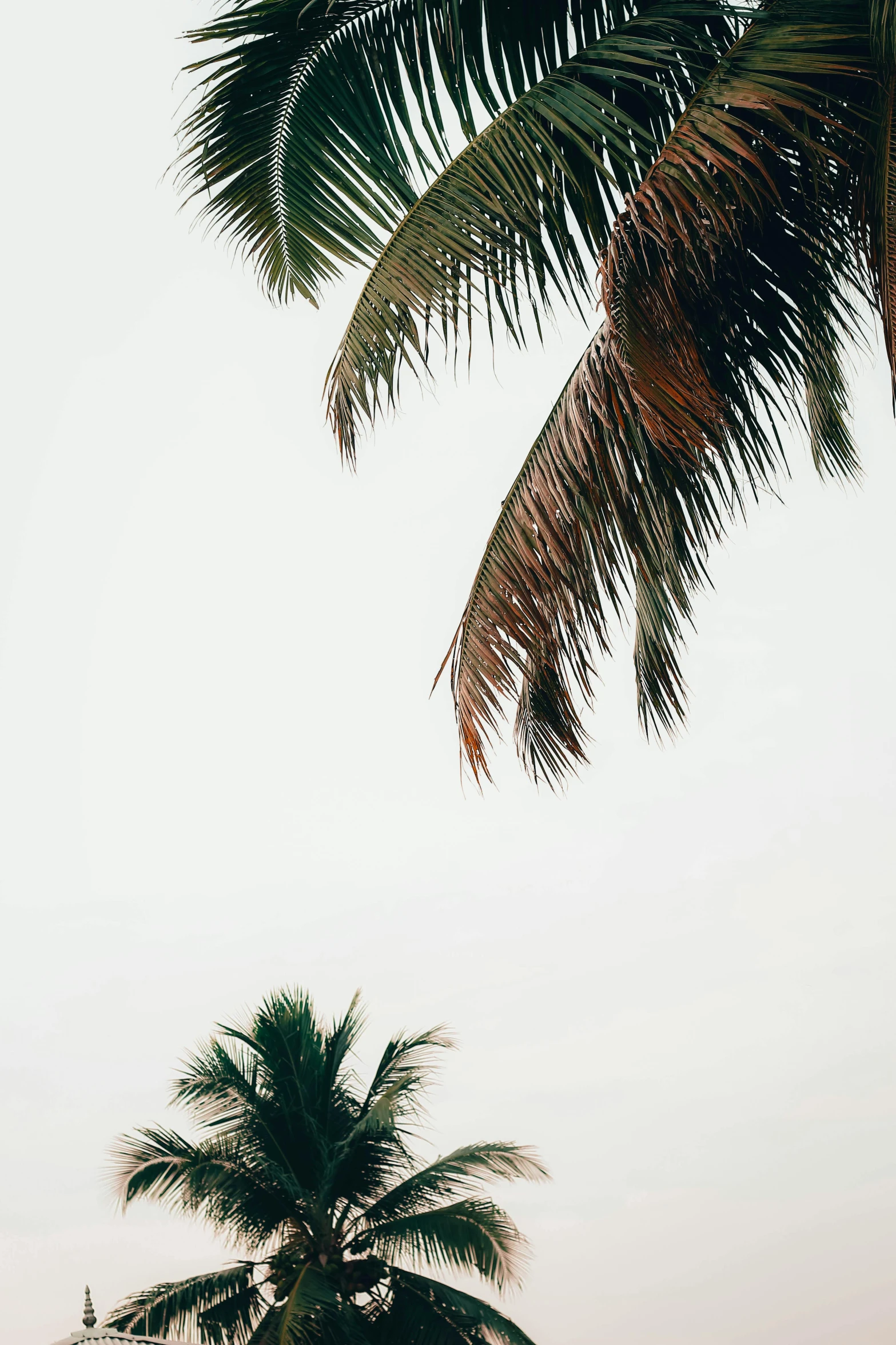 a couple of palm trees next to a body of water, trending on unsplash, minimalism, white background”, multiple stories, view from bottom, conde nast traveler photo