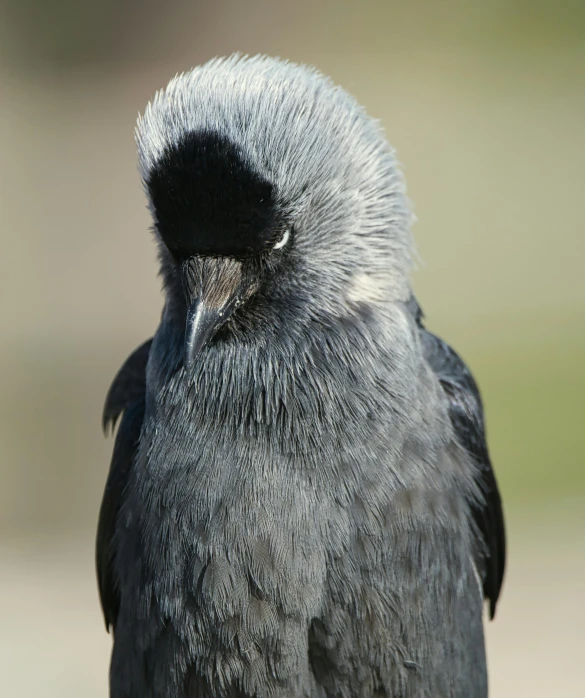 a close up of a bird with a mohawk on it's head, inspired by Gonzalo Endara Crow, pexels contest winner, hurufiyya, small dark grey beard, smooth symmetrical chin, silver eyes full body, young male