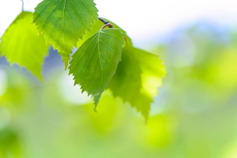 a bunch of green leaves hanging from a tree, by Jan Rustem, unsplash, avatar image, birch, ultra shallow depth of field, on a bright day