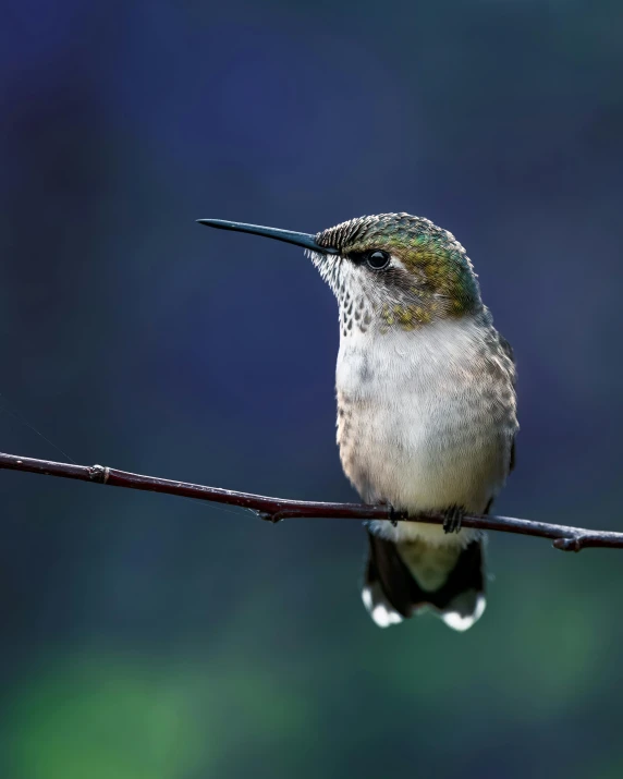 a small bird sitting on top of a tree branch, a colorized photo, by Neil Blevins, pexels contest winner, bee hummingbird, slightly smirking, queen of nature, immature