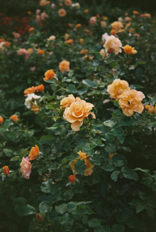 a bush of orange and white roses in a garden, an album cover, inspired by Elsa Bleda, trending on unsplash, grainy quality, pink yellow flowers, dark flowers, lo fi