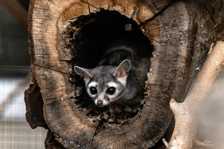 a close up of a small animal inside of a tree, hut, hypdertailed, chiascuro, fan favorite