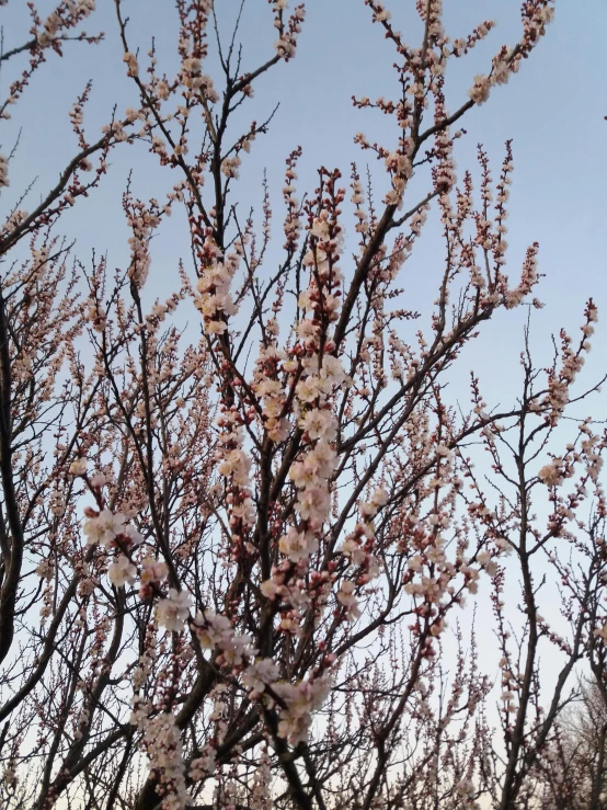 a tree with white flowers against a blue sky, happening, peaches, highly detailed # no filter, buds, image