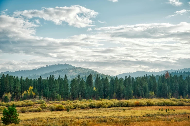 a herd of cattle grazing on top of a lush green field, by Marshall Arisman, unsplash, big bear lake california, sparse pine forest, autumn field, today\'s featured photograph 4k