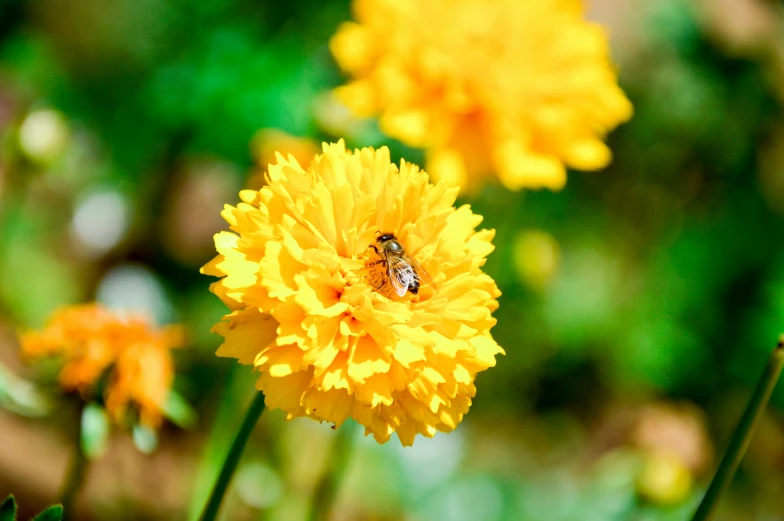 a bee sitting on top of a yellow flower, by Joseph-Marie Vien, pexels, fan favorite, marigold flowers, colors: yellow, slide show