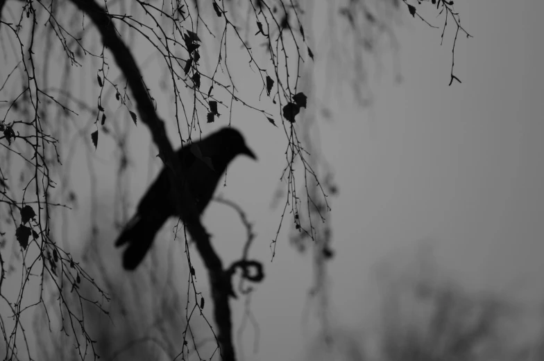 a black bird sitting on top of a tree branch, a black and white photo, pexels contest winner, gothic art, mysterious figure, artyom turskyi, in the early morning, a mysterious