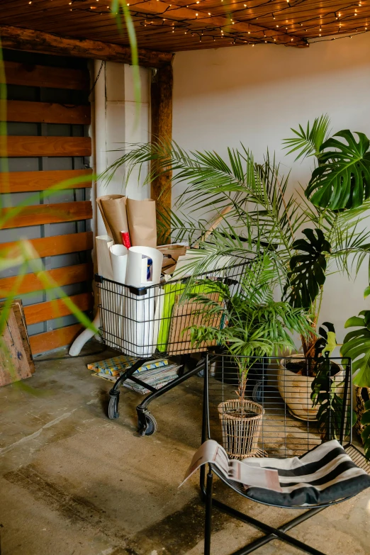 a room filled with lots of potted plants, unsplash, shopping carts full of groceries, tropical palms, crashcart, cottagecore hippie