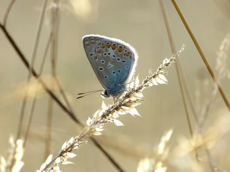 a small blue butterfly sitting on top of a plant, light grey blue and golden, in the steppe, slide show, alessio albi