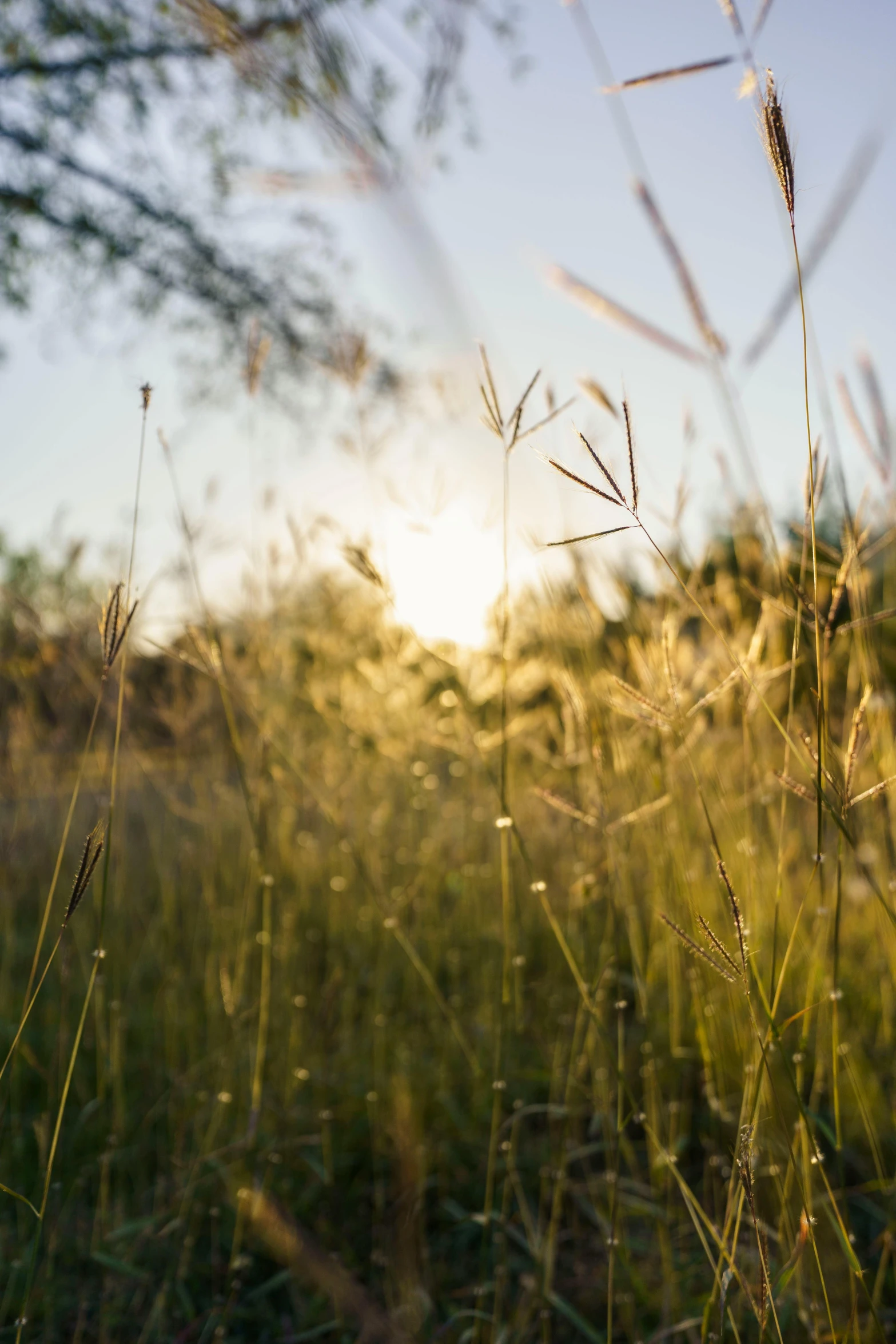 a field full of tall grass with the sun in the background, by Niko Henrichon, unsplash, bushveld background, discreet lensflare, gold hour light, today\'s featured photograph 4k