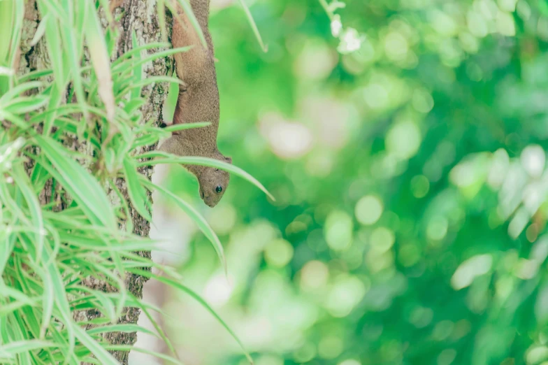 a small lizard climbing up the side of a tree, by Carey Morris, pexels contest winner, sumatraism, elephant shrew, from the distance, gardening, ::