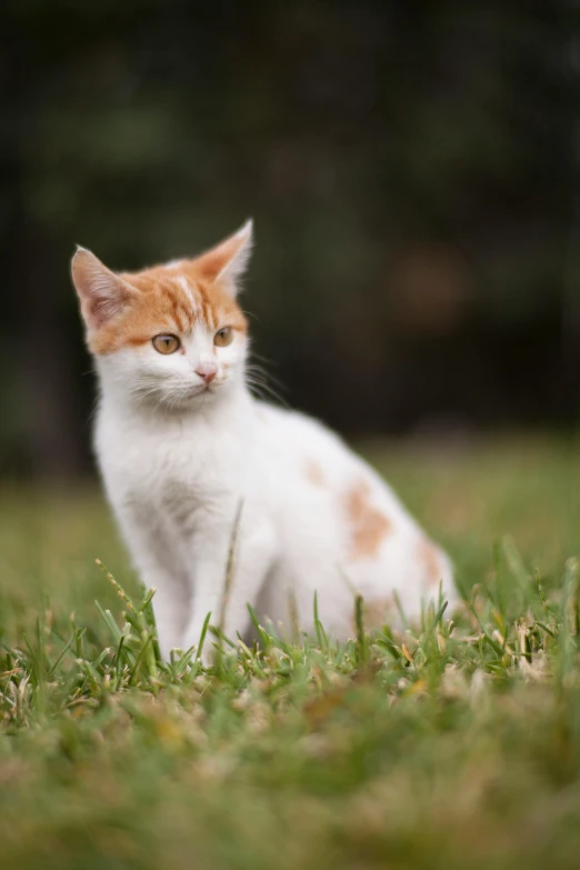 a white and orange cat sitting in the grass, by Niko Henrichon, square, viral image, small, kittens