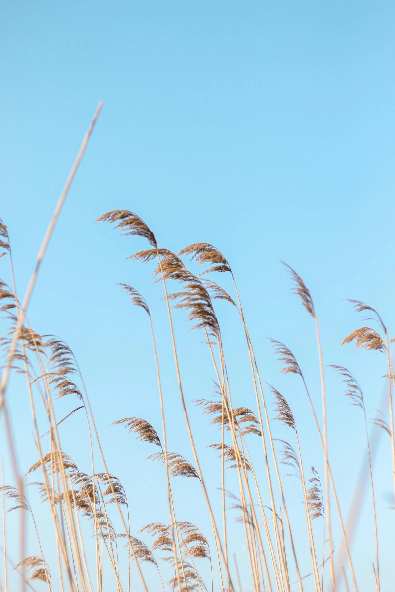 tall grass blowing in the wind against a blue sky, an album cover, by Andries Stock, trending on unsplash, visual art, seaside, medium format, 15081959 21121991 01012000 4k, dried plants