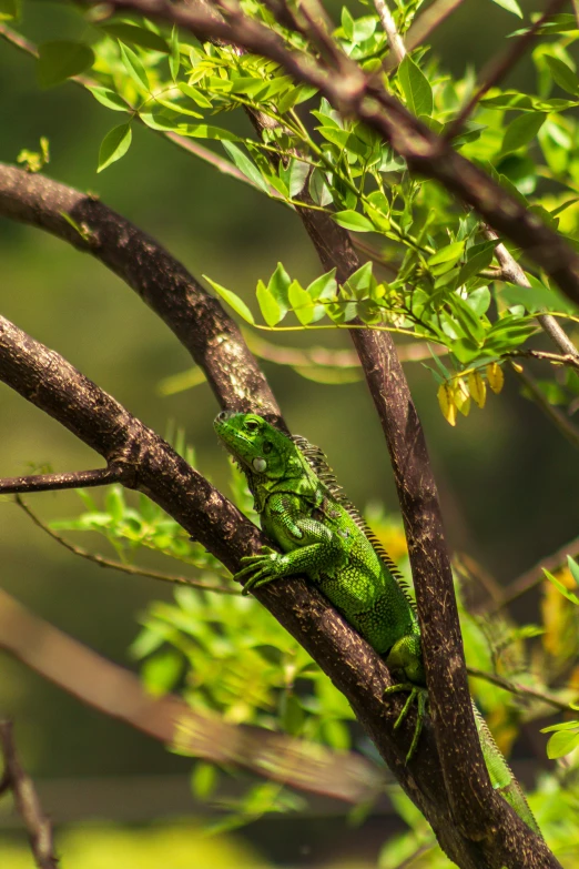 a green lizard sitting on top of a tree branch, slide show, sri lanka, jamie hewlet, afternoon time