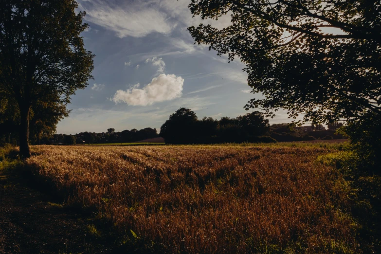 a field of grass with trees in the background, by Peter Churcher, unsplash, land art, late summer evening, near farm, brown, uncrop