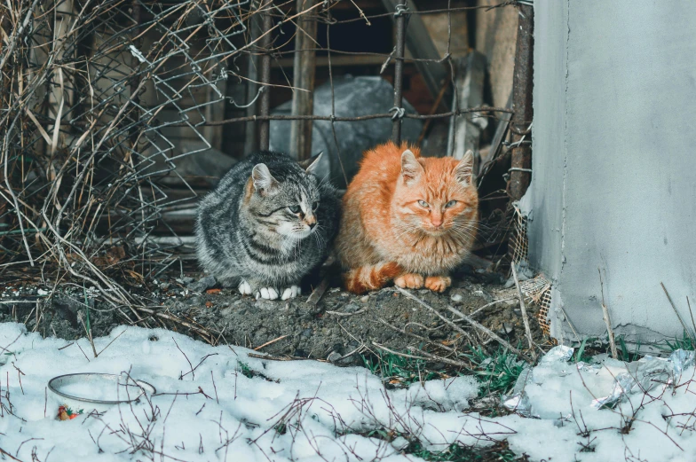 a couple of cats sitting on top of a snow covered ground, pexels contest winner, gray and orange colours, on a village, a messy, jovana rikalo