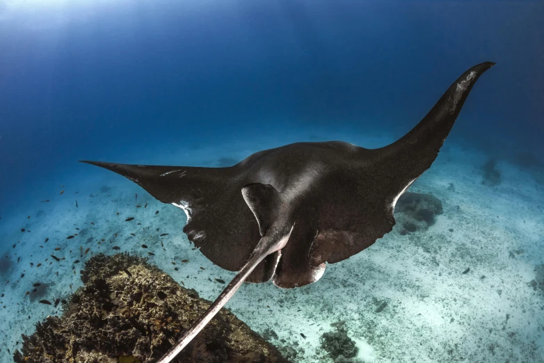 a manta ray swimming in the ocean, by Carey Morris, pexels contest winner, hurufiyya, coral sea bottom, zac retz, including a long tail, black