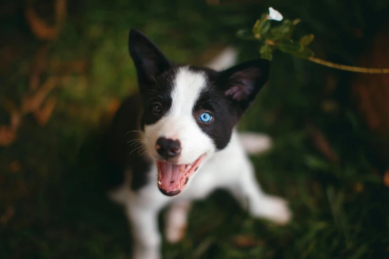 a black and white dog with blue eyes sitting in the grass, pexels contest winner, all overly excited, tiny mouth, stylized, pet animal