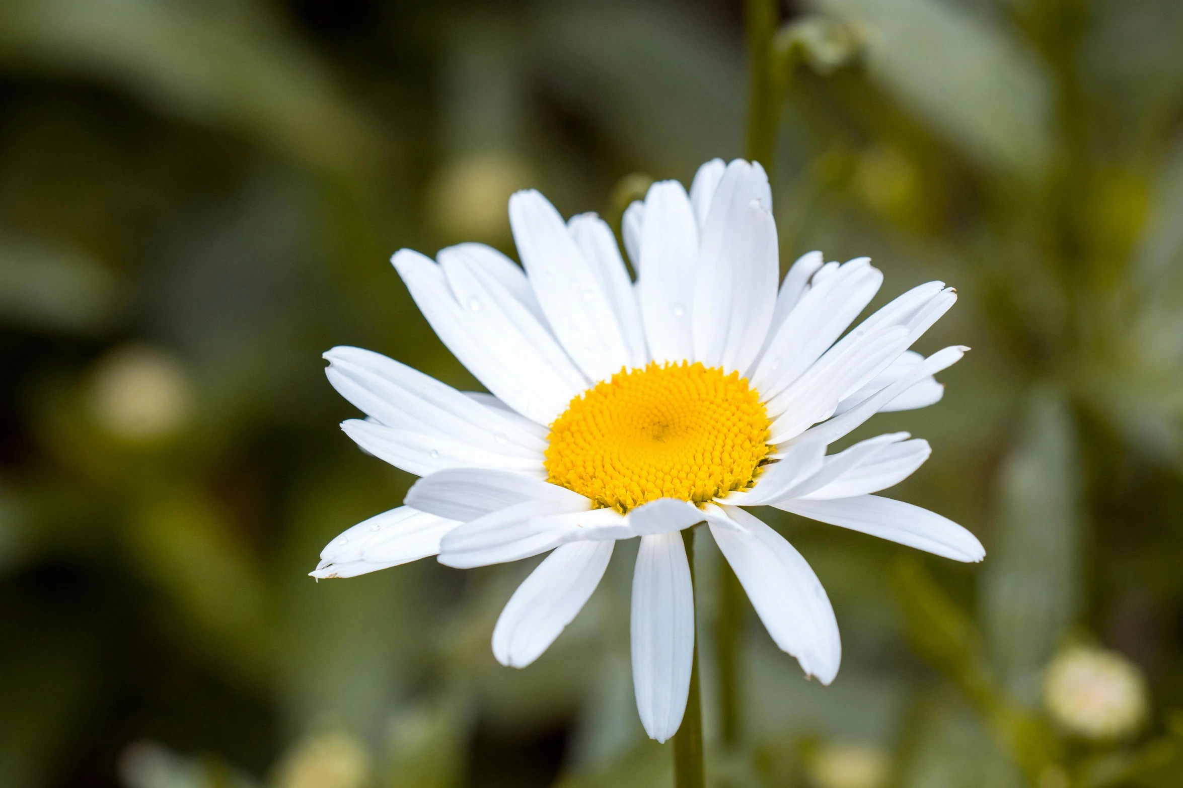 a close up of a white flower with a yellow center, by David Simpson, unsplash, fan favorite, chamomile, beautiful daylight, high resolution photo