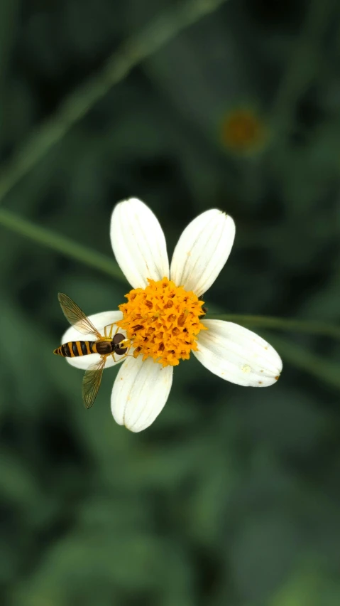 a bee sitting on top of a white flower, by Dave Allsop, pexels contest winner, white and orange, yellow, a high angle shot, trimmed with a white stripe