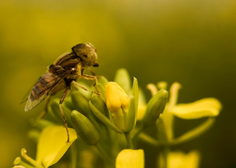 a bee sitting on top of a yellow flower, by David Simpson, avatar image, farming, firefly, mustard