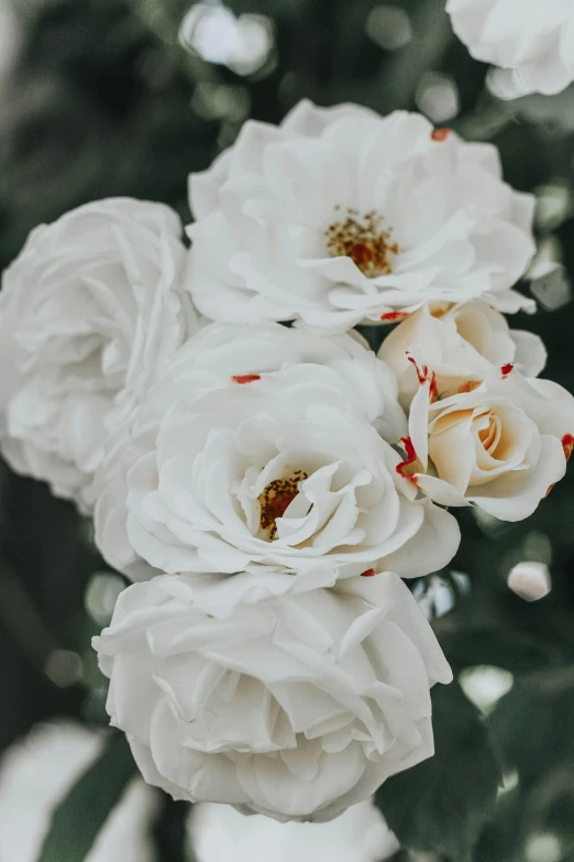 a bunch of white roses in a vase, by Elsie Few, trending on unsplash, detailed trees in bloom, low detail, sparkling, rose crown