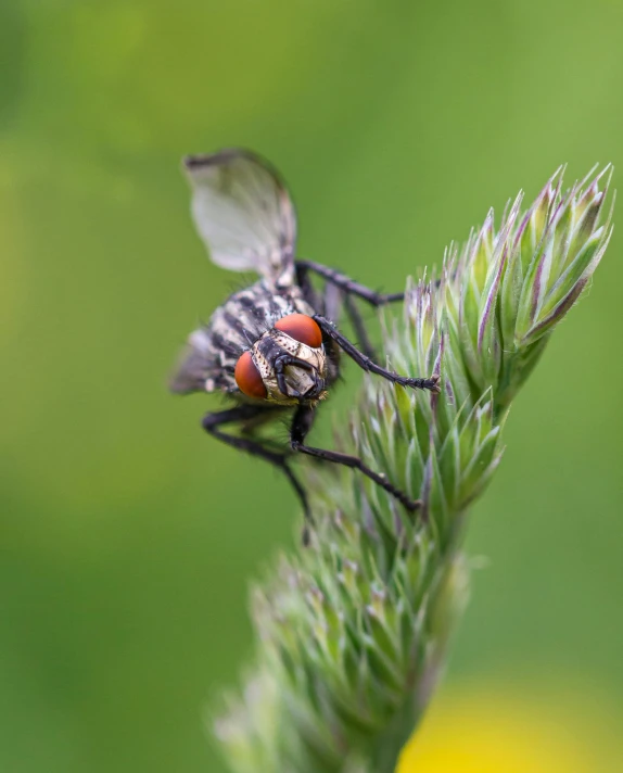 a close up of a fly on a plant, pexels contest winner, hurufiyya, left eye red stripe, grey, 2022 photograph, small nose