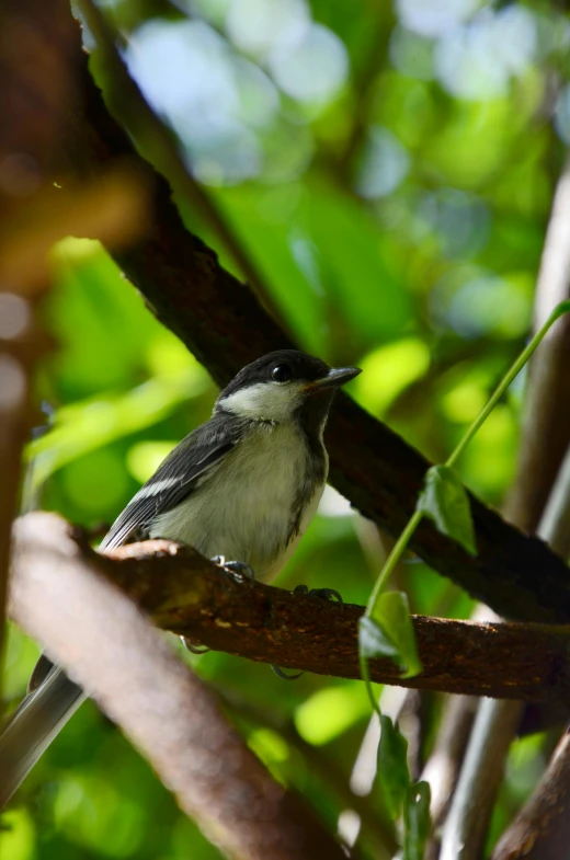 a small bird sitting on top of a tree branch, in a jungle, up-close, with a whitish, immature