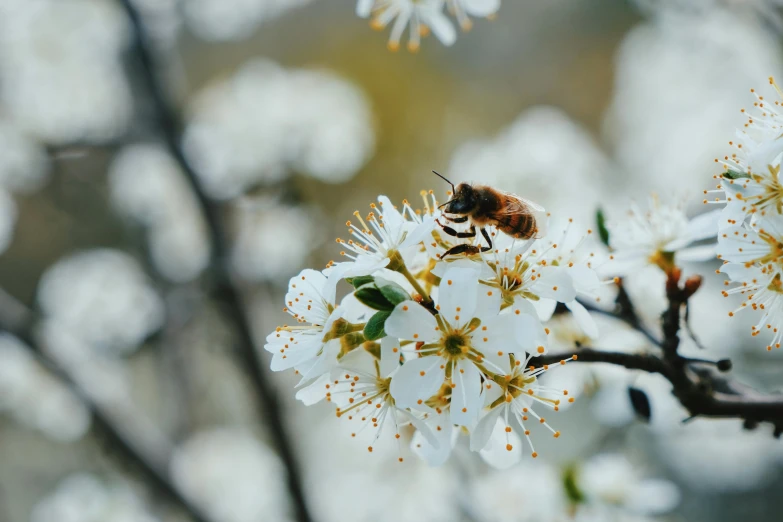 a bee sitting on top of a white flower, by Niko Henrichon, pexels contest winner, cherry blosom trees, sustainable materials, brown, “ iron bark