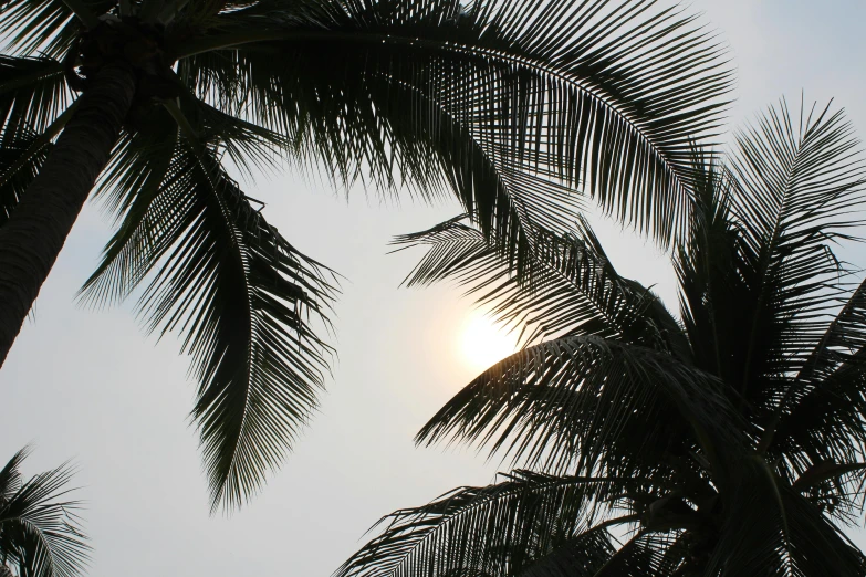 the sun is shining through the palm trees, by Carey Morris, hurufiyya, kerala motifs, fan favorite, during an eclipse, ((sunset))