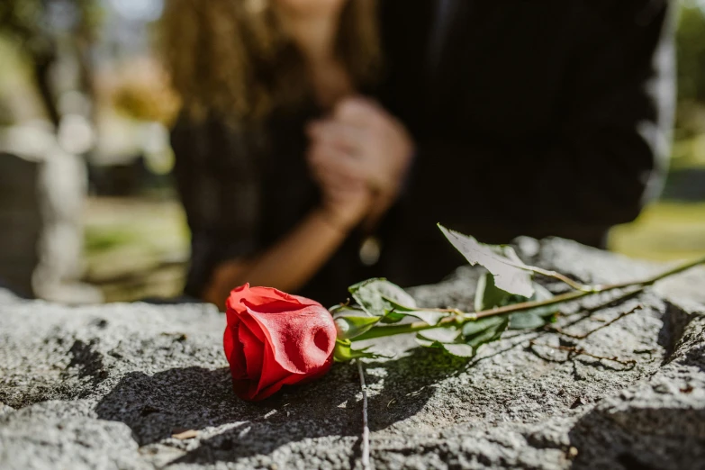 a red rose sitting on top of a rock, grave, over the shoulder, holding a flower, person in foreground