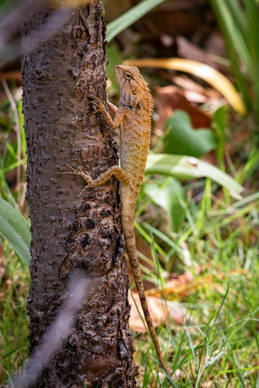 a lizard climbing up the side of a tree, wet amphibious skin, curved horned dragon!, taken in 2 0 2 0, australian