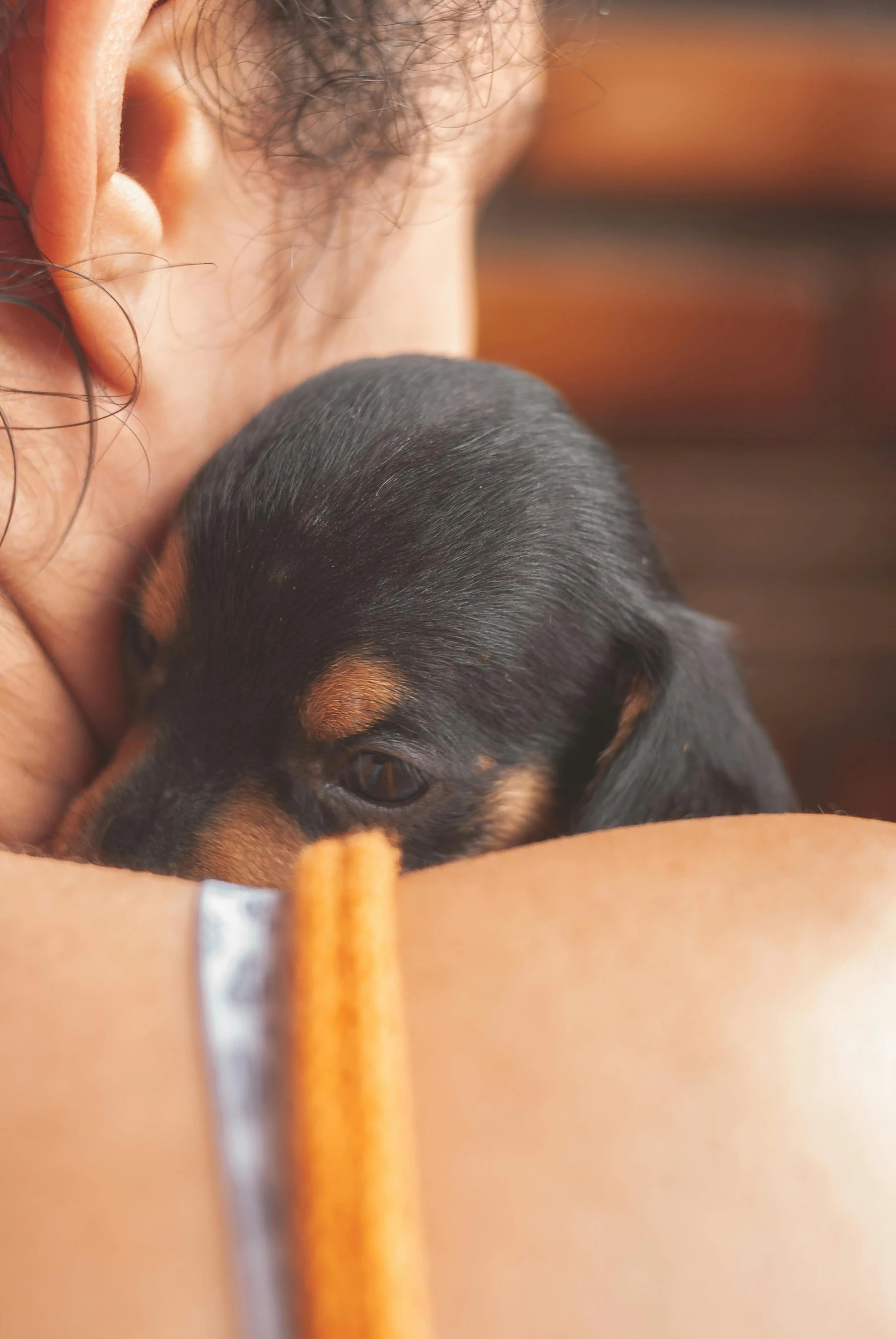 a close up of a person holding a small dog, trending on pexels, renaissance, dachshund, hugging and cradling, square, black