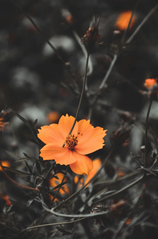 an orange flower in the middle of a field, trending on unsplash, minimalism, with a black dark background, manuka, on a gray background, flowers and vines