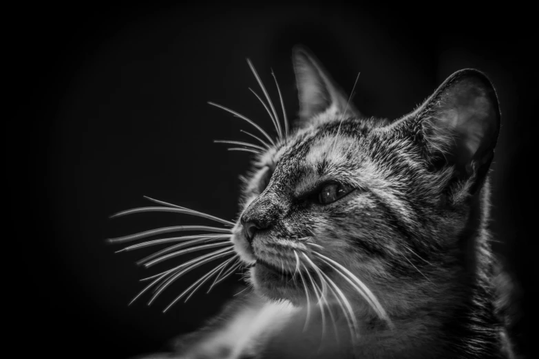 a black and white photo of a cat, by Matthias Weischer, unsplash, black and white artistic photo, whiskers, evening time, pet animal