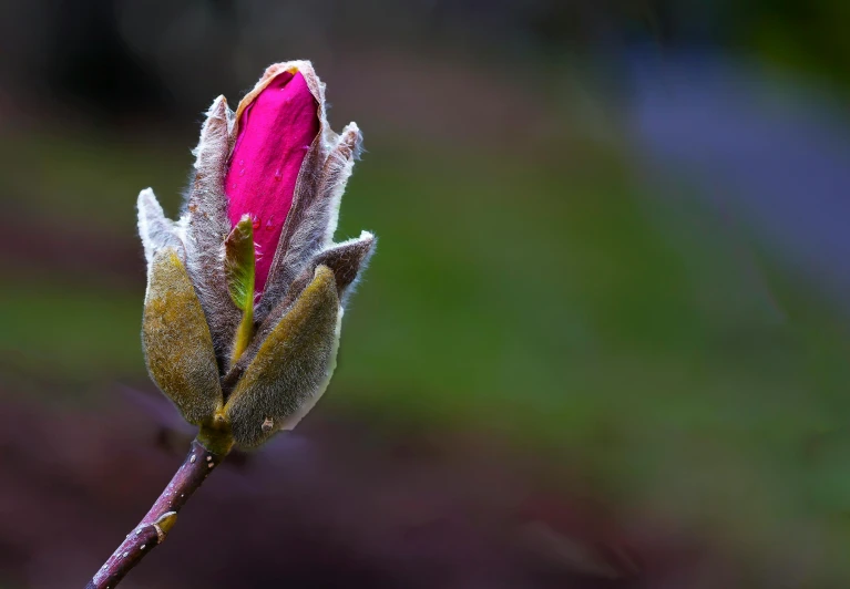 a close up of a flower bud on a twig, pexels contest winner, renaissance, magnolia, pink, sprouting, post+processing