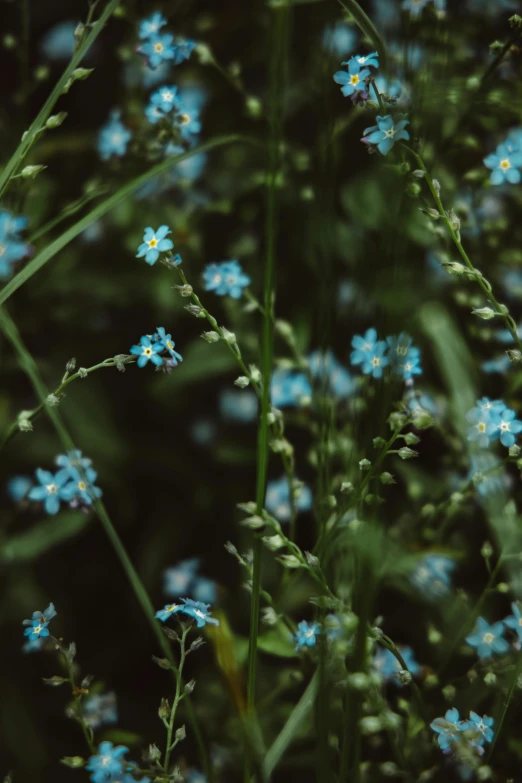 a bunch of blue flowers sitting on top of a lush green field, inspired by Elsa Bleda, pexels contest winner, tiny stars, avatar image, moody details, gypsophila