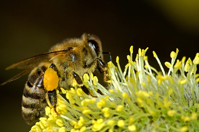 a close up of a bee on a flower, pexels, hurufiyya, paul barson, with yellow flowers around it, slide show, scholar