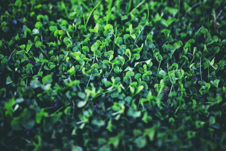 a close up of a bunch of green plants, by Carey Morris, unsplash, clover, shot on iphone 6, grass texture material, instagram post