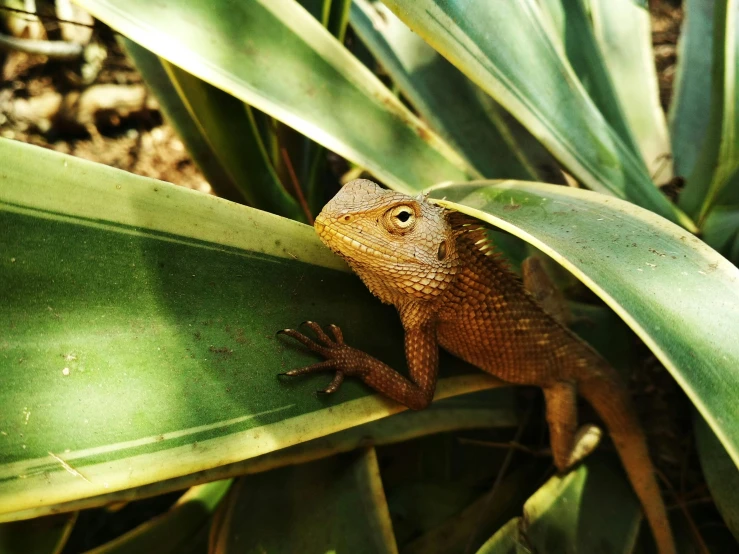 a lizard sitting on top of a green plant, next to a plant