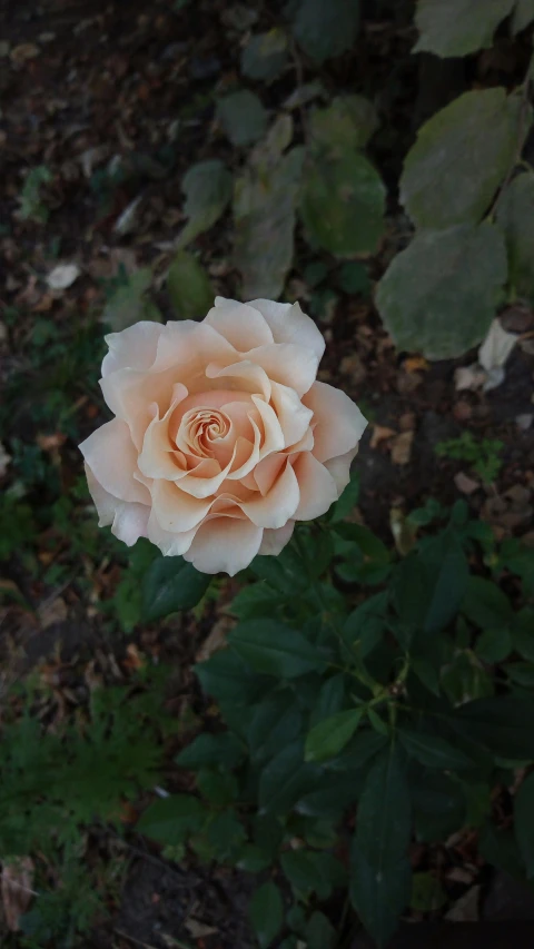 a single rose blooming in a garden, an album cover, unsplash, pale orange colors, low quality photo, rococco, a high angle shot